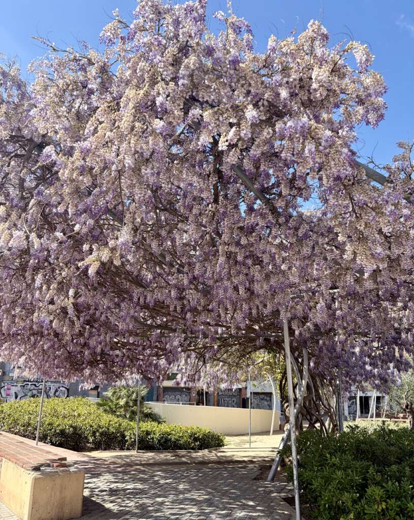 Enjoying Springtime in Spain 2 Enjoying Springtime in Spain